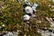 Couple of old white snails shells laying on soft green moss background, top view