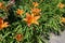 Couple of orange flowers of Hemerocallis fulva in June