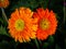 Couple Orange Gerbera Flowers Blooming