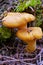 A couple of orange mushrooms foxes closeup under the green moss