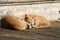 Couple orange Thai ginger cats are sleeping