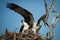 Couple of ospreys (Pandion haliaetus) on their nest