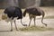 Couple Ostriches eating