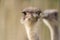 a couple of ostriches stand near each other, one has a blurry