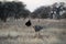 Couple of ostriches, Tarangire National Park, Tanzania