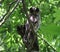 A couple of owls in dense vegetation