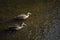 Couple Pacific Black Duck swimming in the river.