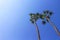 Couple palm tree on vivid blue sky on background in summer day