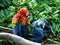 Couple parrots