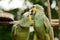 Couple of parrots love kiss