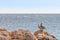 Couple of Pelican on a rock in the caribbean