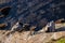 Couple of pelicans curled up against the wind and snow during winter at La Jolla Beach, San Diego