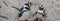 Couple of Penguin stay at Boulders Beach near Simons Town , panorama