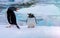 Couple of penguins on blue ice background. Antarctica wildlife. Gentoo.