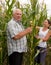 Couple picking corn ears