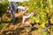 Couple picking grapes in vineyard