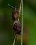 Couple Picromerus bidens spiked shieldbug