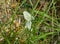 Couple of Pieris rapae butterflies.