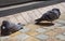 The couple pigeon birds sleeping on a brick pavement.
