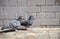 The couple pigeon birds walking on a brick pavement with grey wall at the background.