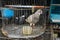 A couple of pigeon in one cage sold at animal market photo taken in Depok Indonesia