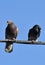 Couple of pigeons, arguing contradictory discussions, upset, sun, clear sky, nature, birds in urban areas