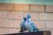 Couple of pigeons cooing on a wooden wall