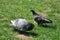 Couple of pigeons in love dance on the grass