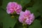 Couple of Pink cotton roses in blossom