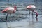 A couple of pink flamingos feed themselves on the surface of salina lake - Laguna Hedionda
