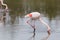 Couple of pink flamingos fishing on a muddy water pond in La Camargue, France