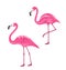 Couple Pink Flamingos Isolated on White Background