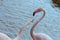 Couple of pink great flamingos fighting on a lake pond