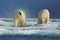 Couple of polar bear on drift ice with snow on Arctic Svalbard