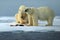 Couple of polar bears tearing hunted bloody seal skeleton in Arctic Svalbard