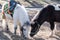 A couple of ponies, white and black, eating grass