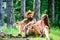 Couple prepare roasted sausages snack nature background. Hike picnic traditional roasted food. Hipster and girl roasting