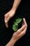 Couple protecting young seedling in soil, top view. Planting tree