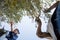 Couple pruning olive tree in farm