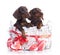 Couple puppies dachshund