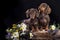 Couple puppies dachshund