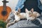 Couple of pure breed Devon Rex cats