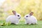 Couple Rabbit eating vegetable. Two lovely white rabbit. Two small rabbits in the grass, sharing a piece of vegetable.