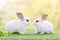 Couple Rabbit eating vegetable. Two lovely white rabbit. Two small rabbits in the grass, sharing a piece of vegetable.