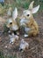 Couple of rabbits and their young easter bunnies resting in a garden.
