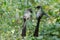 A couple of Racket-tailed treepie bird in black having conversation perching on vine in forest