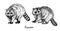 Couple racoons standing side view, with inscription, hand drawn doodle drawing, sketch in gravure, style, illustration