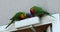 Couple of rainbow lorikeet parrot perched on a door