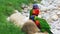 Couple of Rainbow Lorikeet on Rocks