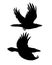 Couple of realistic ravens flying. Monochrome vector illustration of black silhouettes of smart birds Corvus Corax